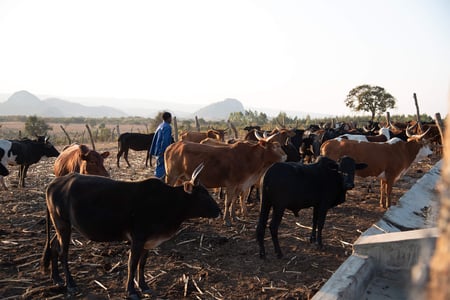 cattle herder africa