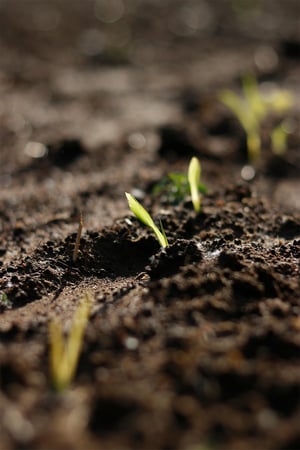 green-shoots-pexels